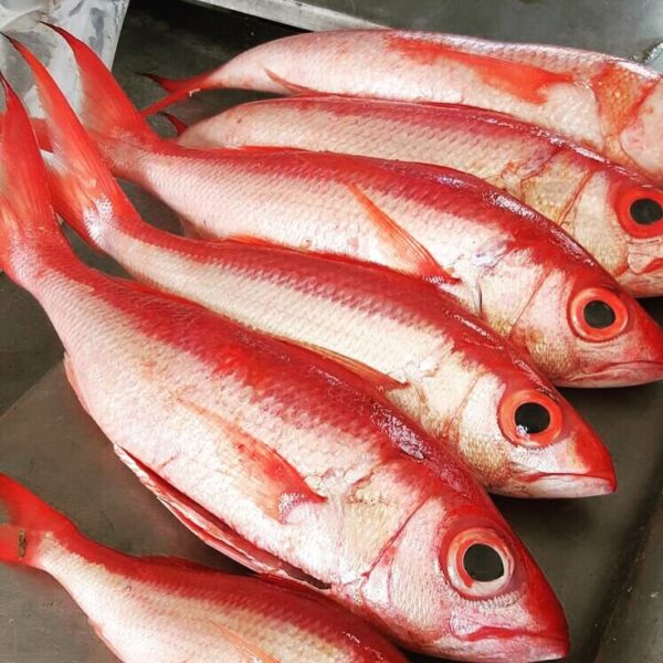 Madimal Fish - ಮದಿಮಾಲ್ ಮೀನು