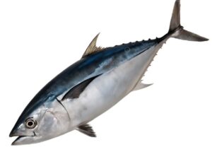 Tuna- ಕೇದಲ್