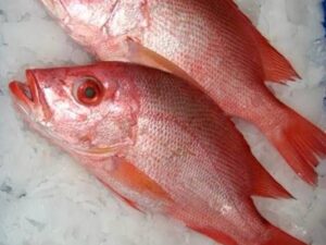 Disco fish Big- ಡಿಸ್ಕೋ ದೊಡ್ಡ ಮೀನು