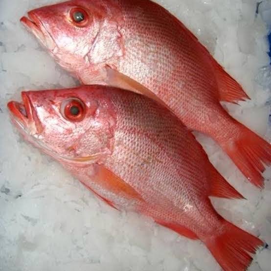 Disco fish Big- ಡಿಸ್ಕೋ ದೊಡ್ಡ ಮೀನು
