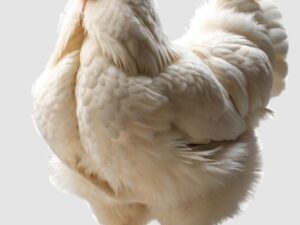 Live Chicken - ಕೋಳಿ