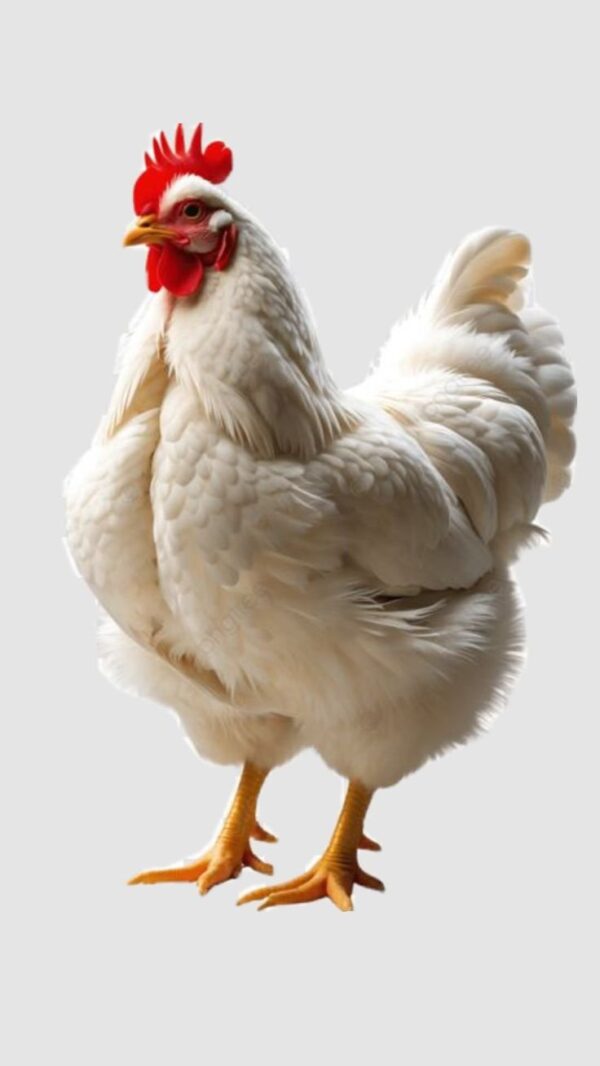 Live Chicken - ಕೋಳಿ