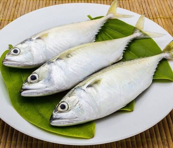 Indian Mackerel Medium- ಬಂಗುಡೆ