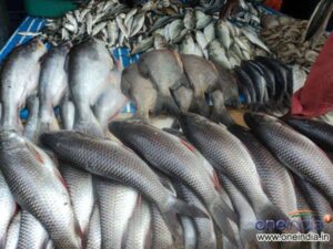 Mix Fish- ಬೆರಕೆ ಮೀನು