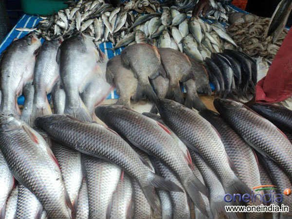 Mix Fish- ಬೆರಕೆ ಮೀನು