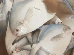 White Pomfret - ಬಿಳಿ ಮಾಂಜಿ
