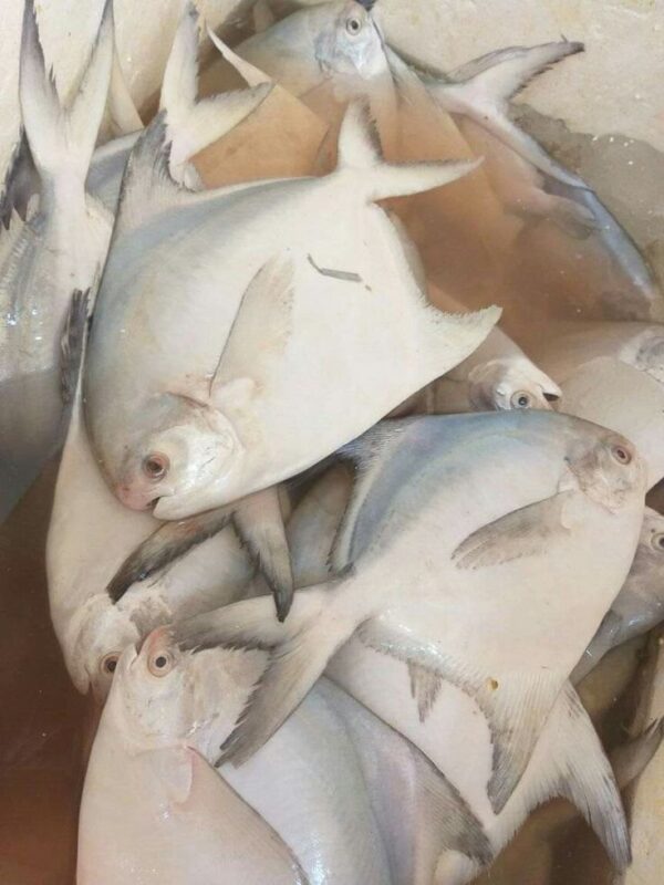 White Pomfret - ಬಿಳಿ ಮಾಂಜಿ