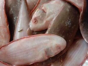 Sole Fish small - ಸಣ್ಣ ನಂಗ್ ಮೀನುಗಳು