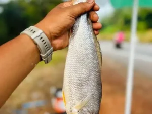Koddayi Fish- ಕೊಡ್ಡಾಯಿ ಮೀನು