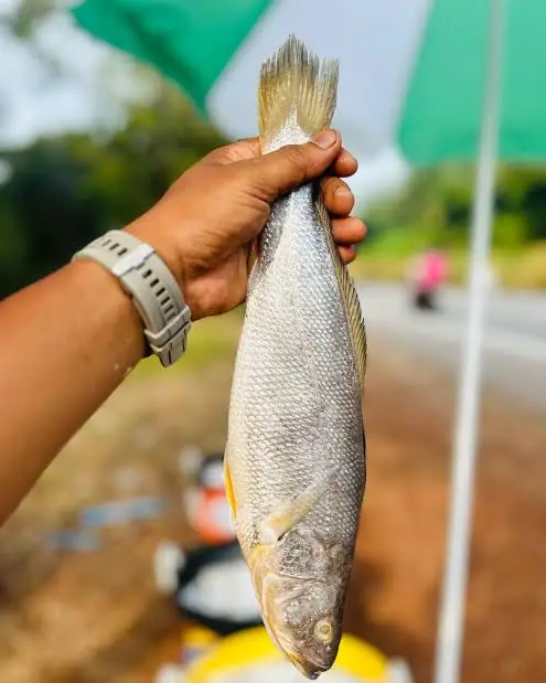 Koddayi Fish- ಕೊಡ್ಡಾಯಿ ಮೀನು