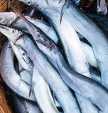 Gar fish/konthi - ಕೊಂತಿ ಮೀನು