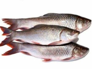 Kendayi Fish - ಕಾಂಡಯಿ ಮೀನು