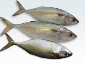Indian Mackerel Fish Big- ದೊಡ್ಡ ಬಂಗುಡೆ