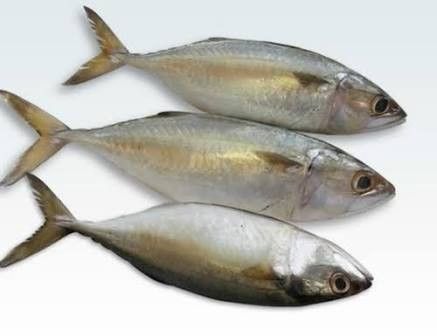 Indian Mackerel Fish Big- ದೊಡ್ಡ ಬಂಗುಡೆ