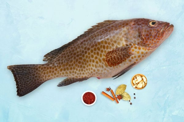 Reef cod fish Medium- muru/ ಮುರು ಮೀನು
