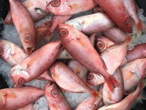 Disco fish small- ಡಿಸ್ಕೋಸಣ್ಣ ಮೀನು