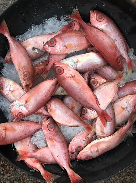 Disco fish small- ಡಿಸ್ಕೋಸಣ್ಣ ಮೀನು