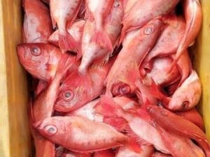 Disco fish Medium - ಡಿಸ್ಕೋ ಮೀಡಿಯಂ ಮೀನು