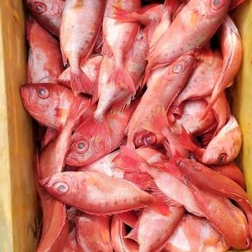 images (17) Disco fish Medium - ಡಿಸ್ಕೋ ಮೀಡಿಯಂ ಮೀನು