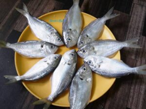 False trevally fish- ಅಡಾವು ಮೀನು