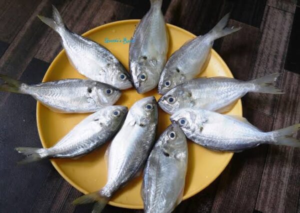 False trevally fish- ಅಡಾವು ಮೀನು