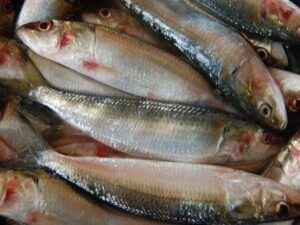 Sardine fish big- ದೊಡ್ಡ ಬೂತಾಯಿ ಮೀನು.