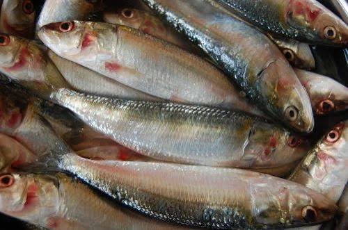 Sardine fish big- ದೊಡ್ಡ ಬೂತಾಯಿ ಮೀನು.
